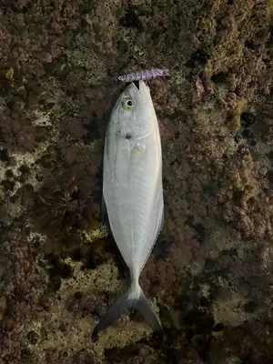 SKAGIT DESIGNS LIPSLIDE**M.A** 13G