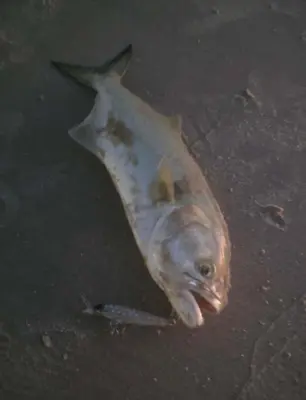 SKAGIT DESIGNS LIPSLIDE** J.F** 13G