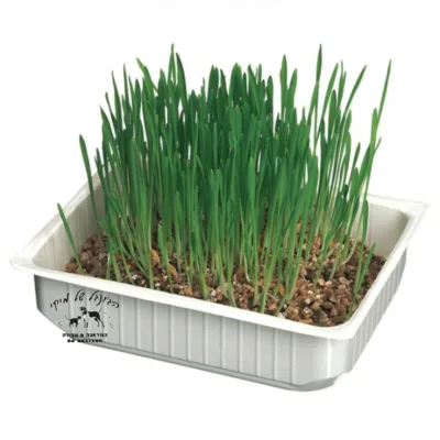 דשא לחתול קמון B162