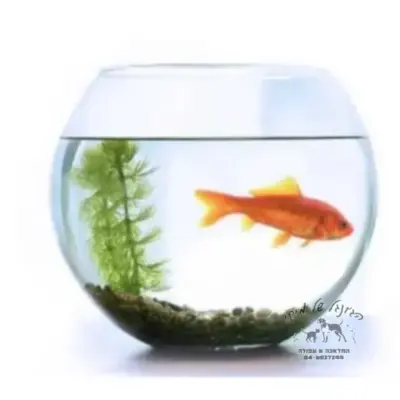 צנצנת זכוכית כדור 35 ס"מ