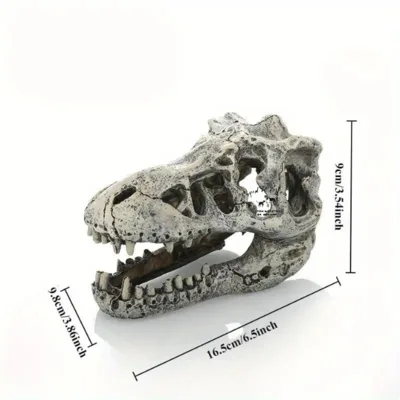 דקורציה גולגולת דינוזאור 17/10 ס"מ